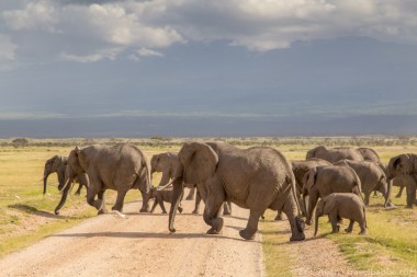 elephants at Amboseli7